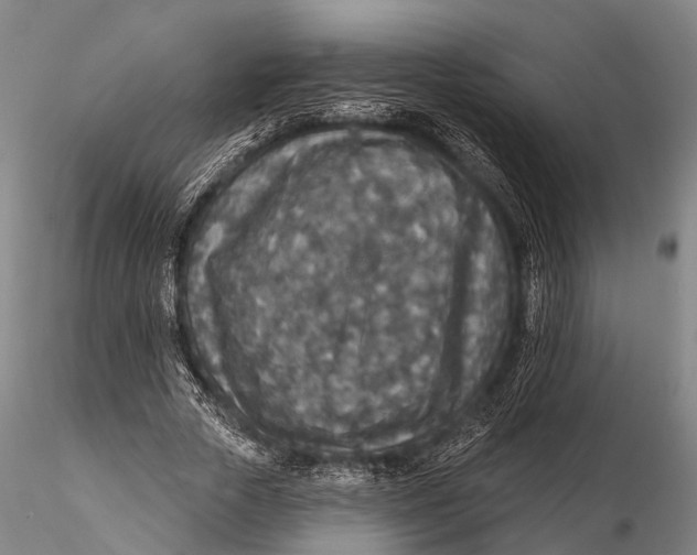 X0000115610729200912011550