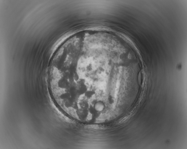 X0000115610855200912011549