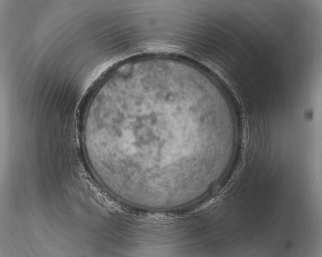 X0000115611022200912011545