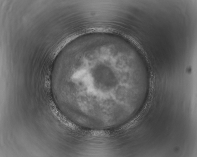 X0000115611025200912011545