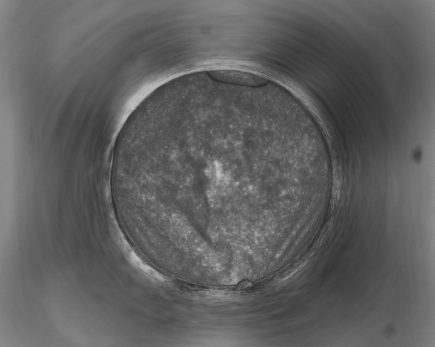 X0000115611102200912011545