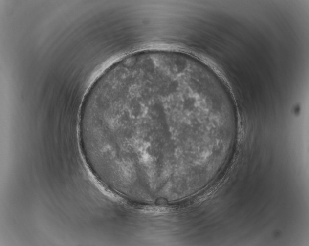 X0000115611237200912011543
