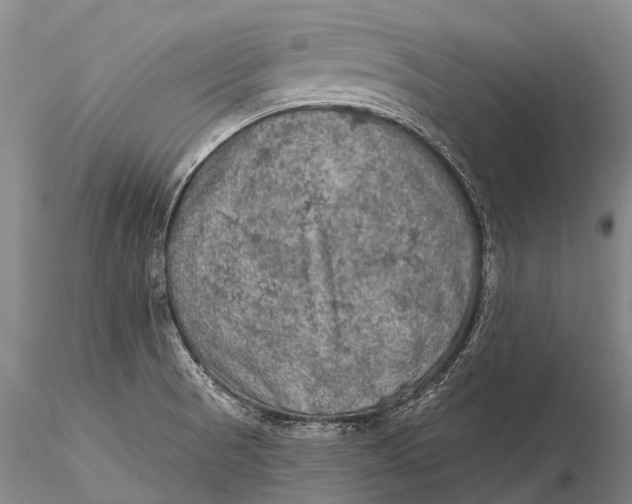 X0000115611521200912011538