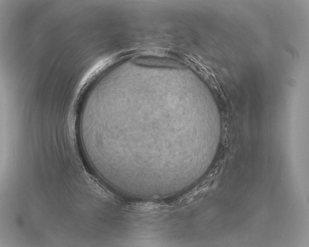 X0000115610197200912081009
