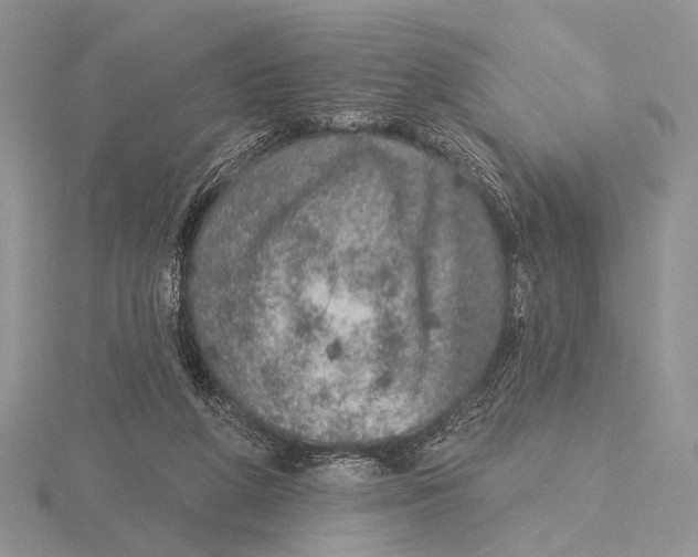 X0000115610210200912081009