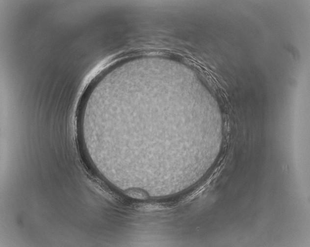 X0000115610246200912081008