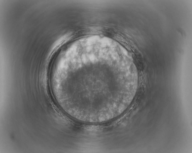X0000115610293200912081008