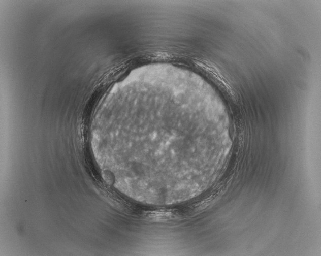 X0000115610366200912081007