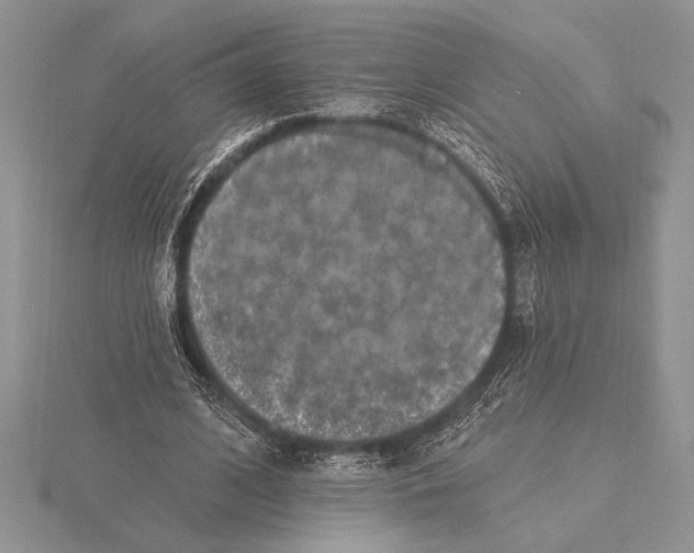 X0000115610584200912081004