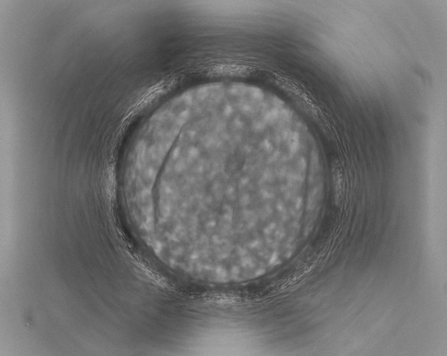 X0000115610729200912081002