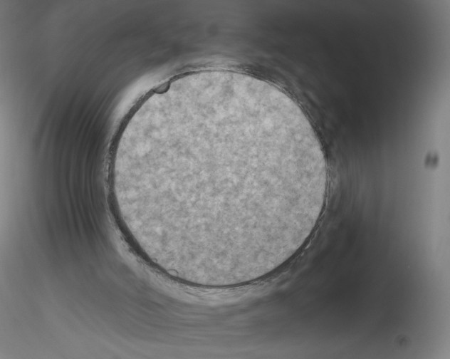 X0000115610006200912221217