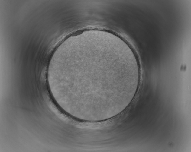 X0000115610009200912221217