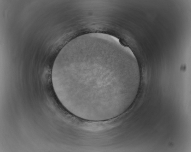 X0000115610029200912221216