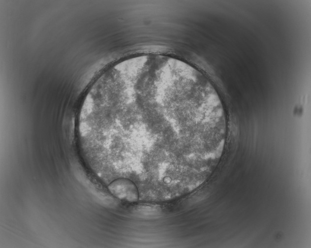 X0000115610110200912221215