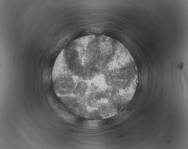 X0000115610134200912221215