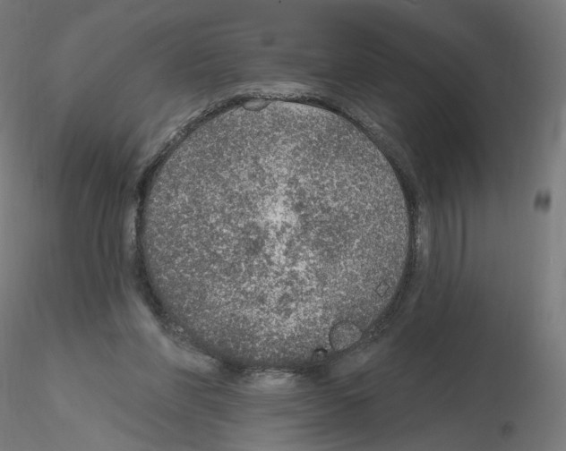 X0000115610206200912221214