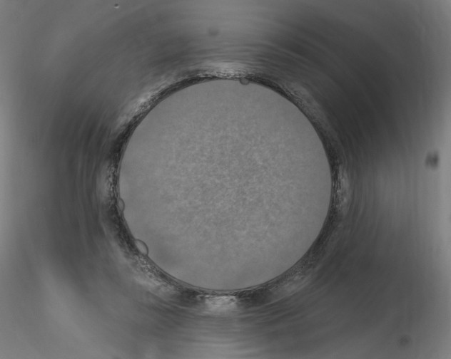 X0000115610355200912221212
