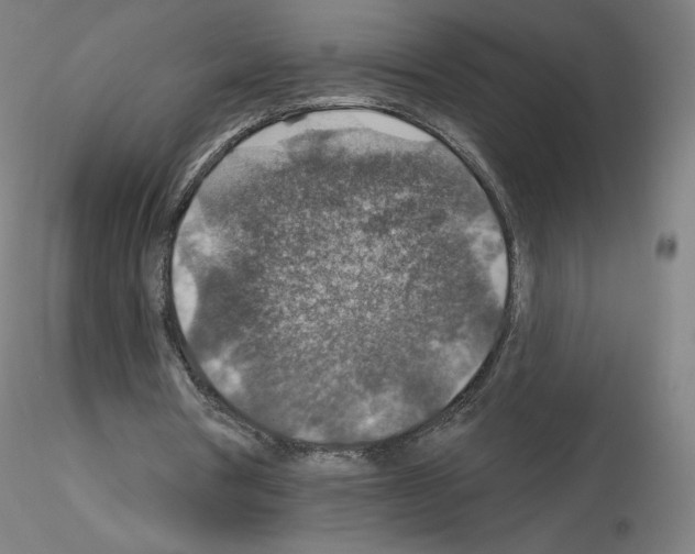 X0000115610386200912221212