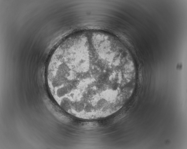 X0000115610398200912221211