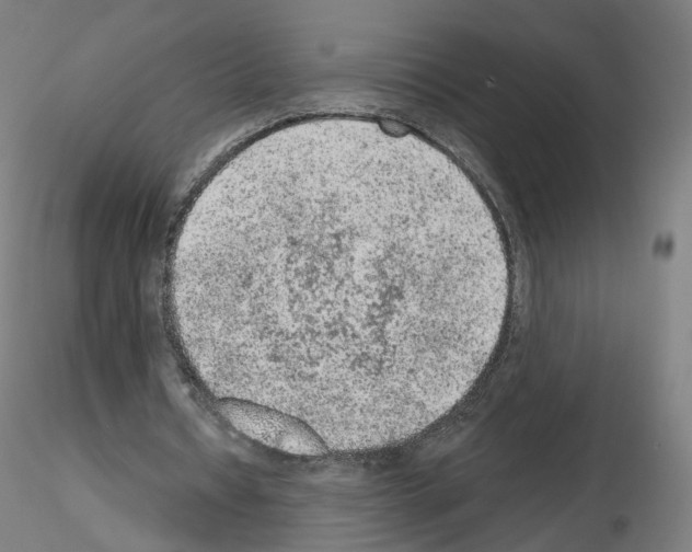 X0000115610434200912221210
