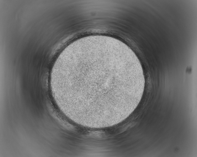 X0000115610446200912221210