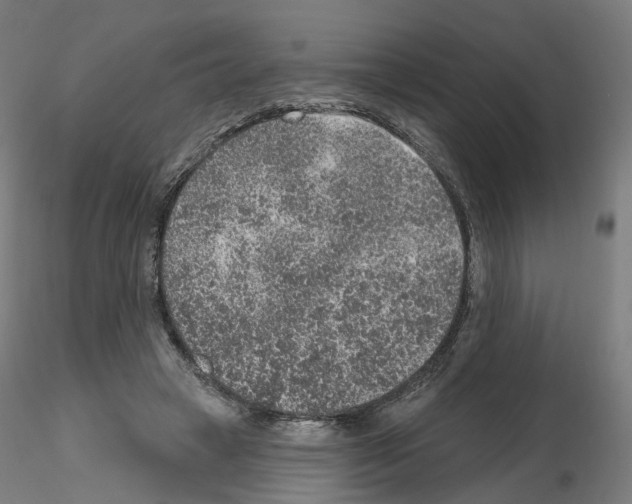 X0000115610449200912221210