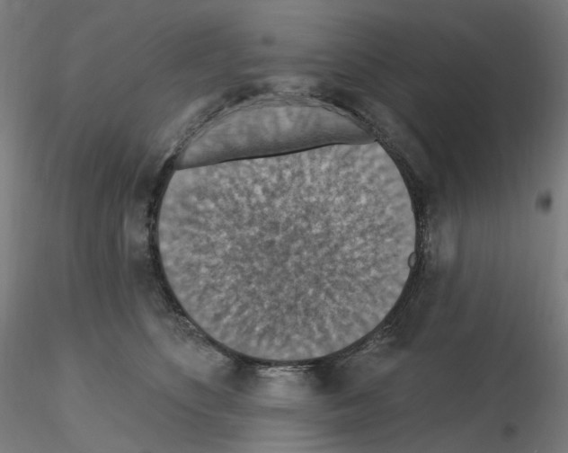 X0000115610516200912221210