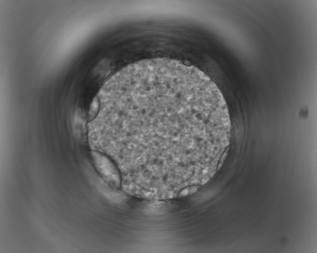 X0000115610527200912221210