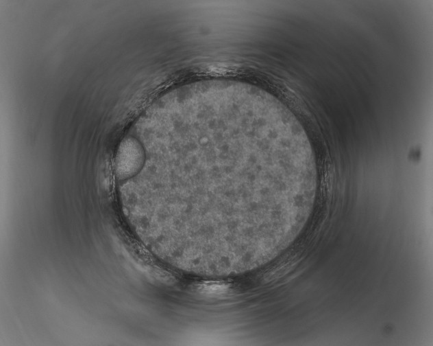 X0000115610651200912221208