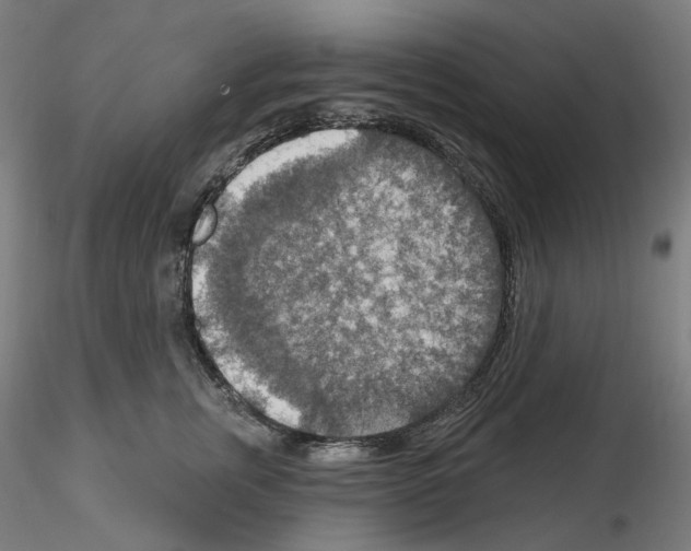 X0000115610759200912221207