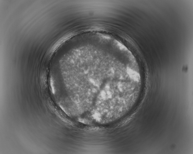 X0000115610826200912221205