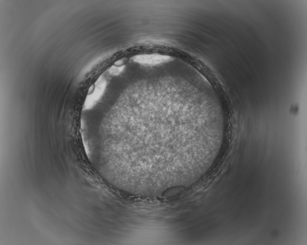 X0000115610919200912221204