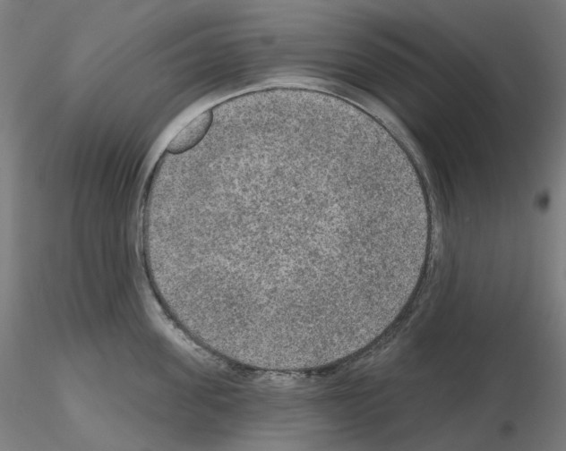 X0000115610955200912221204