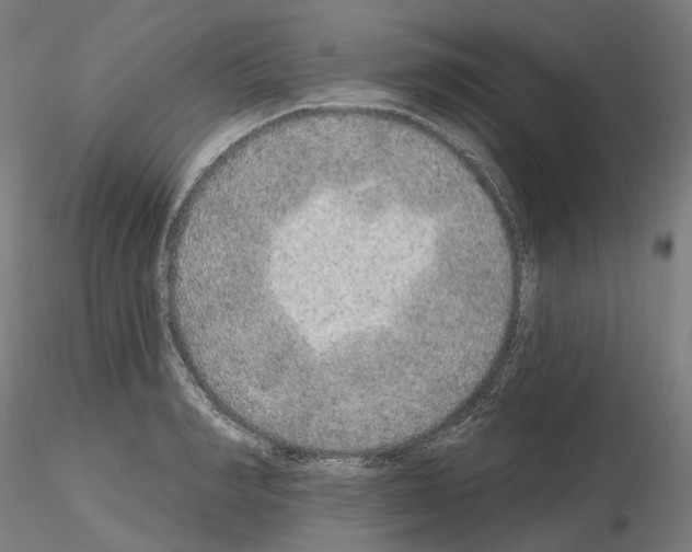 X0000115610990200912221203
