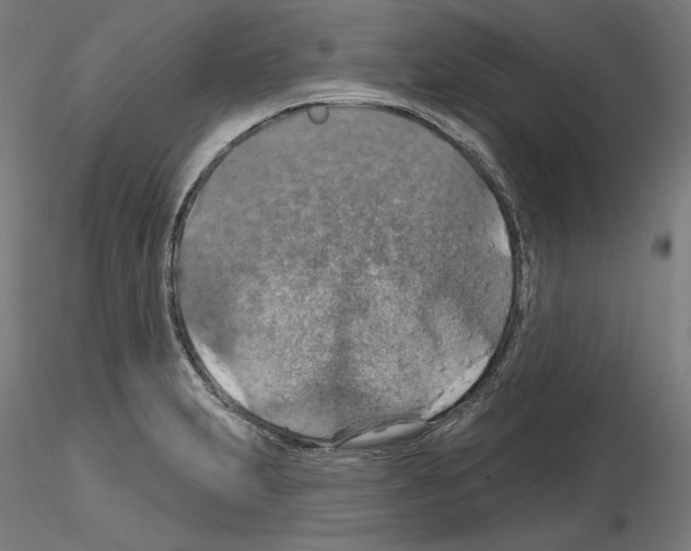 X0000115611231200912221200