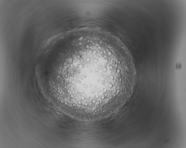 X0000115611297200912221158