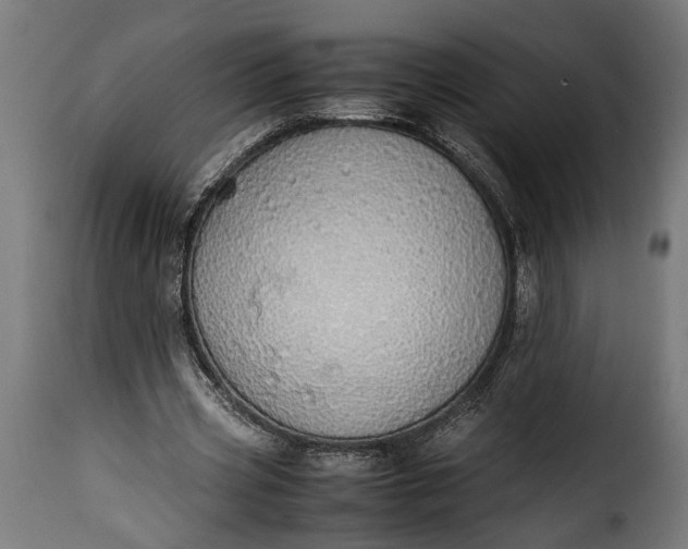 X0000115620533200911241626