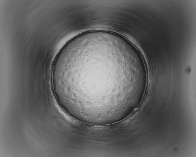 X0000115621437200911241613