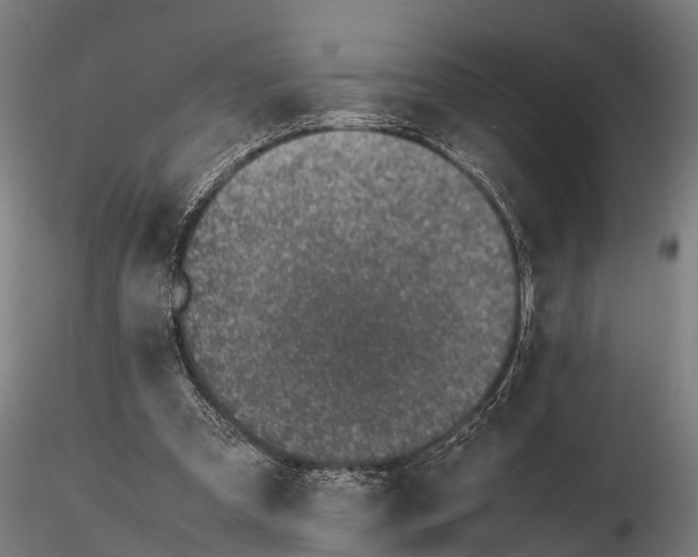 X0000115620297200912011621