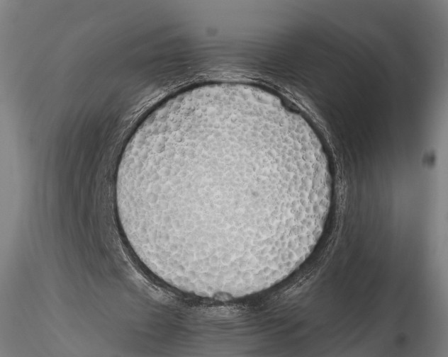 X0000115620433200912011618