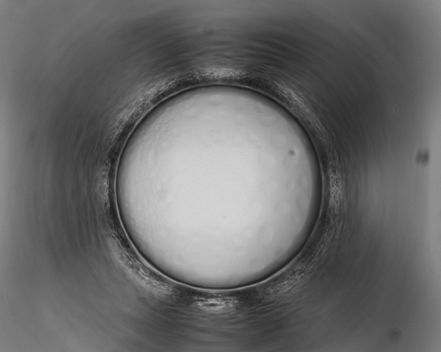 X0000115620447200912011618