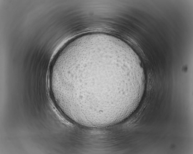 X0000115620796200912011613