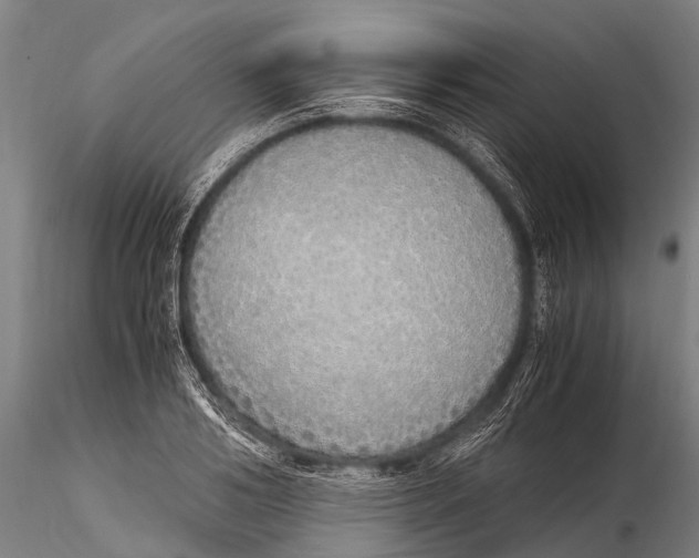 X0000115620986200912011610