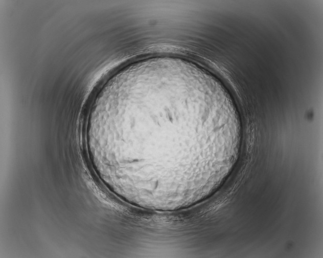 X0000115620987200912011610