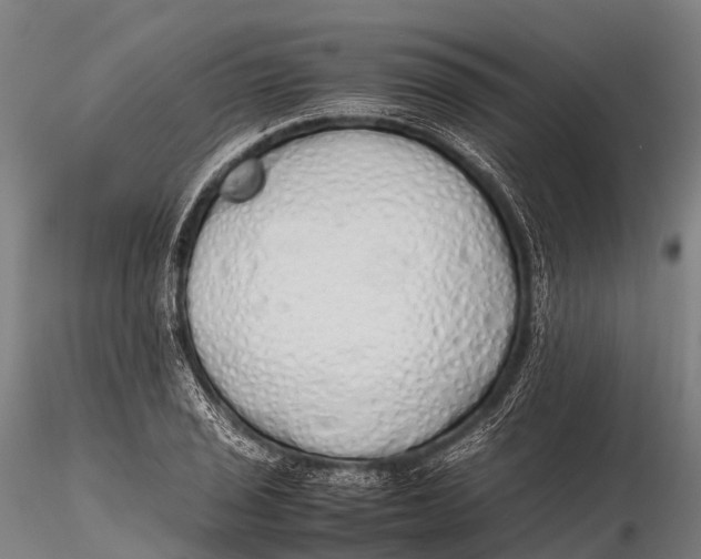 X0000115621029200912011610