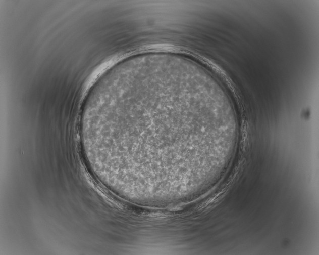 X0000115621373200912011605