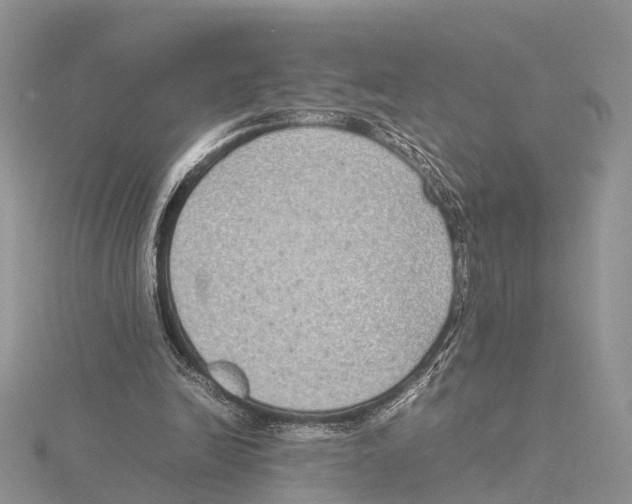 X0000115620246200912081029