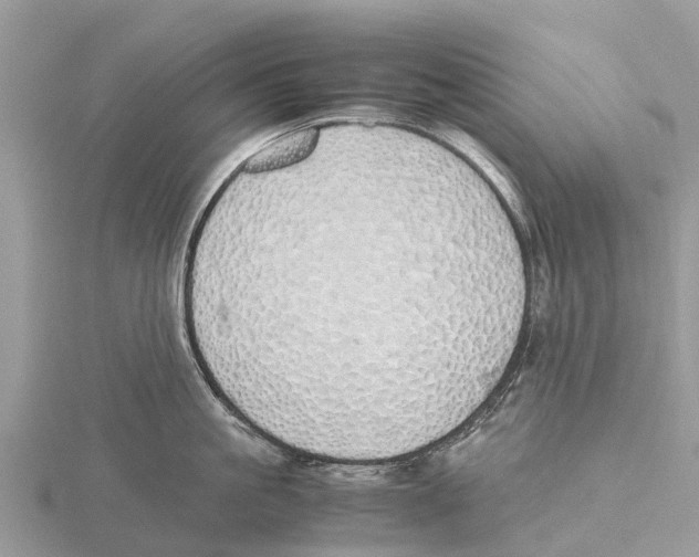 X0000115620861200912081022