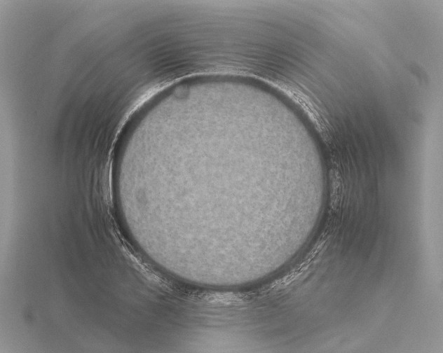 X0000115620982200912081019