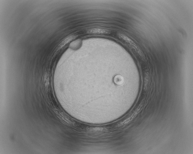 X0000115621017200912081019